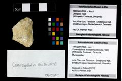 Foto (Objekt + Etikett) von Cracensigillatus acutirostris (Moericke, 1889)  (NHMW-GEO-1990-0041-2968)